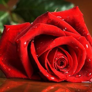 Meet your Posher, Roses